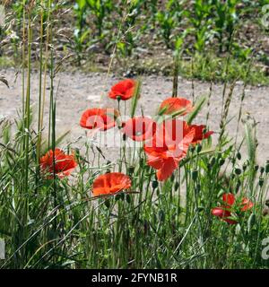 Coquelicots rouges sur le champ de maïs - en arrière-plan une route de terre Banque D'Images