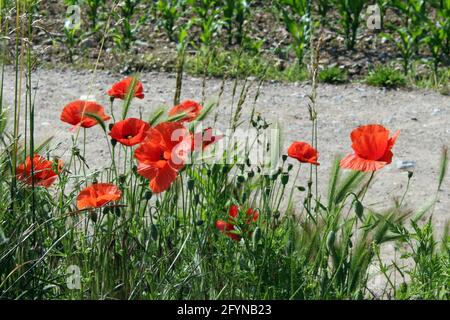 Coquelicots rouges sur le champ de maïs - en arrière-plan une route de terre Banque D'Images