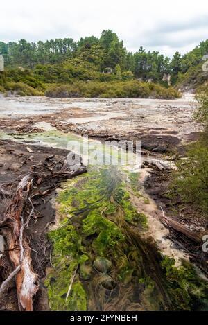 Merveilles naturelles à Waiotapu Thermal Wonderland, Rotorua en Nouvelle-Zélande Banque D'Images