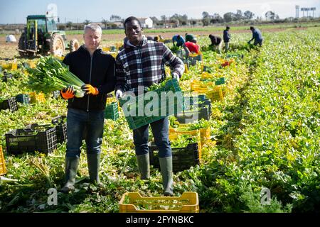 Portrait de deux fermiers réussis debout sur la plantation de céleri avec des légumes mûrs entre les mains pendant la récolte Banque D'Images