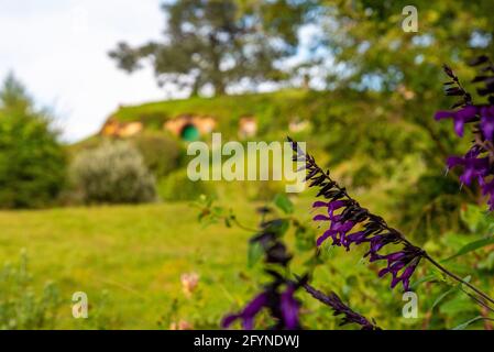 Célèbre village de Hobbiton à Matamata des films le Hobbit et Seigneur des anneaux, Nouvelle-Zélande Banque D'Images