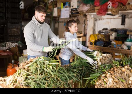 Couple agricole engagé dans la préparation des oignons verts fraîchement cueillis à la vente, éplucher et trier les légumes biologiques Banque D'Images