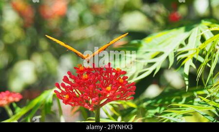 Papillon lumineux perché sur une plante de corail Banque D'Images