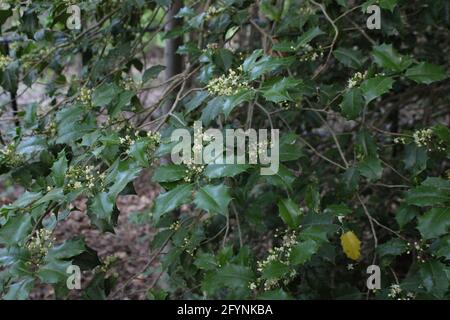 Fleurs sur un arbre de Holly américain Banque D'Images