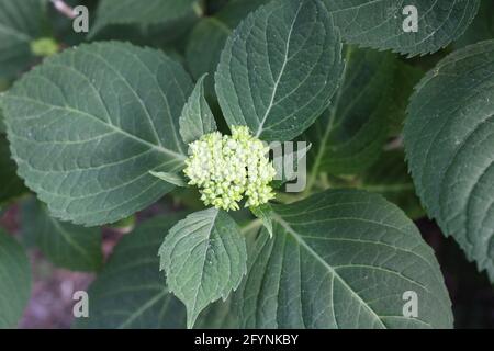 Boutons de fleurs se formant sur une plante d'Hydrangea Banque D'Images