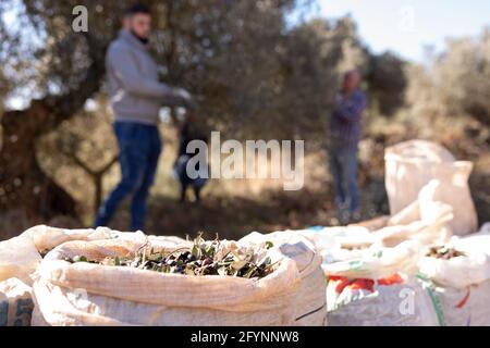 Gros plan d'olives fraîchement récoltées dans des sacs sur fond de personnes floues travaillant sur la plantation d'olives Banque D'Images