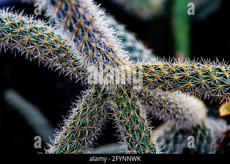 Jeunes cactus de gros plan. Macro vert aiguille cactus Banque D'Images