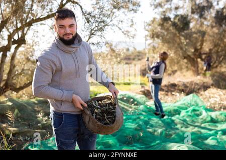 Un jeune agriculteur prospère s'est engagé dans la culture d'olives, transportant des récoltes fraîches dans un panier en osier sur la plantation Banque D'Images