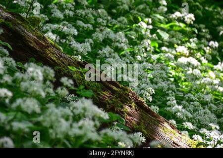 Ail sauvage, Hardcastle Crags, Hebden Bridge, Pennines, West Yorkshire Banque D'Images