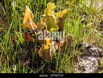 Burk's Southern Pitcher Plant (Sarracenia rosea), Gulfcoast, Floride, Spring, E États-Unis, Par James D Coppinger/Dembinsky photo Assoc Banque D'Images