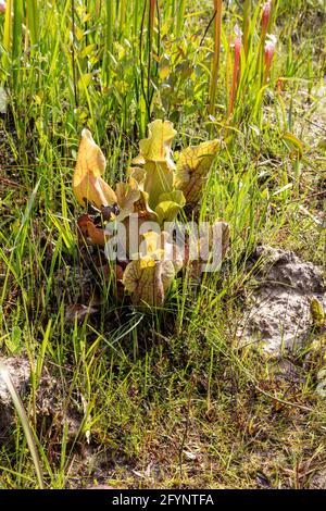 Burk's Southern Pitcher Plant (Sarracenia rosea), Gulfcoast, Floride, Spring, E États-Unis, Par James D Coppinger/Dembinsky photo Assoc Banque D'Images