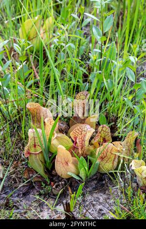 Burk's Southern Pitcher Plant (Sarracenia rosea), Gulfcoast, Floride, Spring, E États-Unis, Par James D Coppinger/Dembinsky photo Assoc Banque D'Images