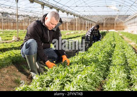 Homme confiant engagé dans la culture de légumes biologiques, la récolte mûre arugula dans la huthouse Banque D'Images