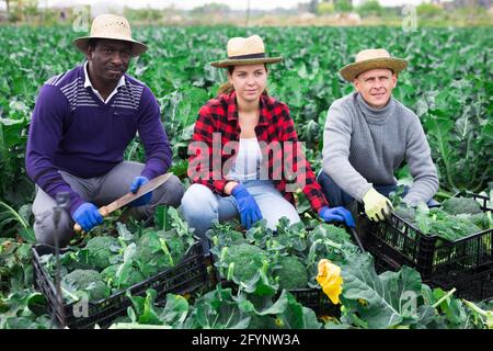 Groupe d'agriculteurs en chapeaux de paille posant avec le brocoli fraîchement récolté à la ferme le jour ensoleillé Banque D'Images