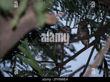 Petite chouette assise sur l'arbre Banque D'Images