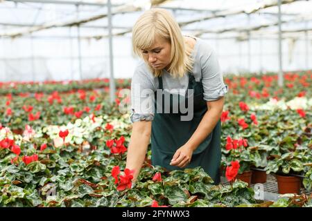 Portrait of mature female gardener en prenant soin de fleurs de cyclamen rouge en pots en serre Banque D'Images