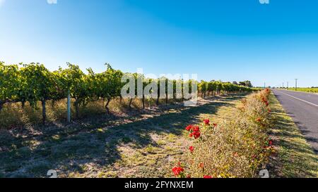 Vignobles de Coonawarra, vue depuis la Riddoch Hwy, Australie méridionale Banque D'Images