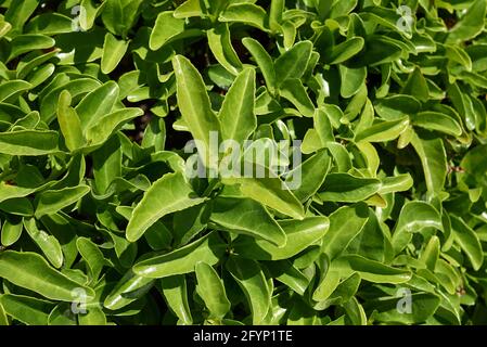 Gros plan sur la branche d'Euonymus japonicus Banque D'Images