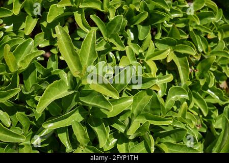 Gros plan sur la branche d'Euonymus japonicus Banque D'Images