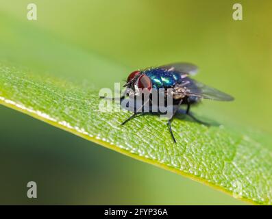 Macro insecte d'une mouche sur une feuille verte Banque D'Images