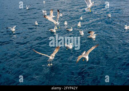 Mouettes luttant pour des morceaux de pain jetés dans la mer. Troupeau de mouettes volant sur le bord de mer, photo de gros plan du mouette. Quali élevé Banque D'Images