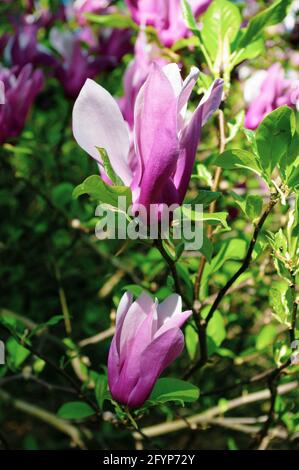 Violet Magnolia liiflora, branche avec bourgeons gros plan, fleurs d'été. Banque D'Images