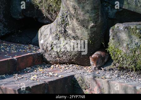 Autour du Royaume-Uni - Bank Vole - Myodes glareolus Banque D'Images