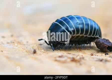 Gros plan de la pilule commune millipede appelé Glomeris marginata. Banque D'Images