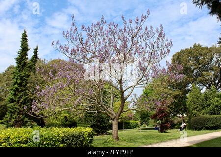 Arbre Foxglove pleine fleur Banque D'Images