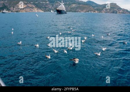 Mouettes luttant pour des morceaux de pain jetés dans la mer. Troupeau de mouettes volant sur le bord de mer, photo de gros plan du mouette. Quali élevé Banque D'Images