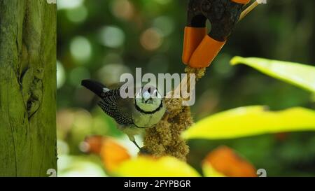 Gros plan d'un finch à double barré dans le jardin botanique Banque D'Images
