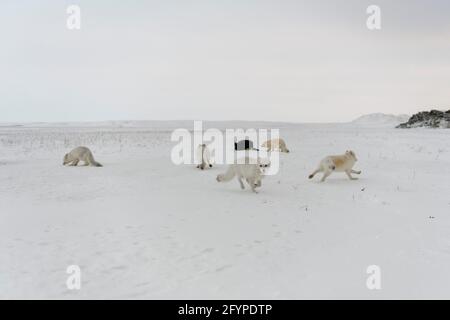 Pack de renards arctiques (Vulpes Lagopus) dans la toundra wilde. Banque D'Images