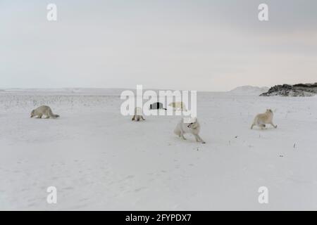 Pack de renards arctiques (Vulpes Lagopus) dans la toundra wilde. Banque D'Images