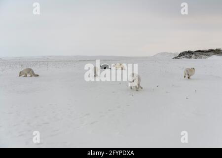 Pack de renards arctiques (Vulpes Lagopus) dans la toundra wilde. Banque D'Images