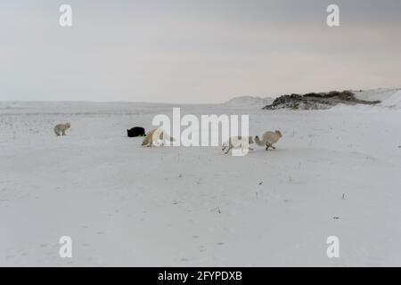 Pack de renards arctiques (Vulpes Lagopus) dans la toundra wilde. Banque D'Images