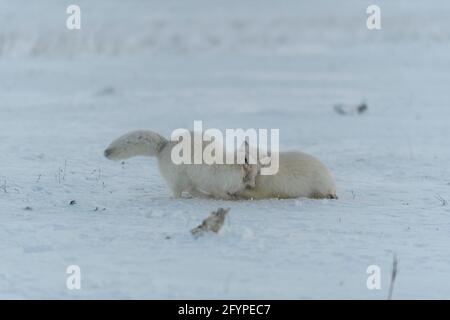 Les renards sauvages de l'arctique se battent dans la toundra en hiver. Renard arctique blanc agressif. Banque D'Images