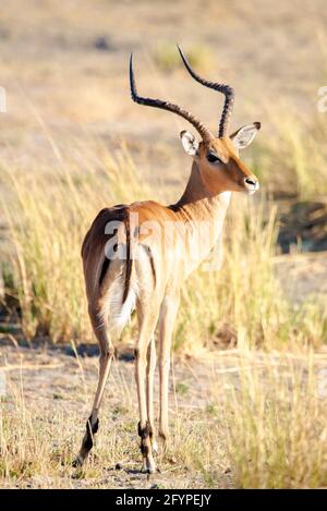 Un portrait solo de l'Impala. Banque D'Images