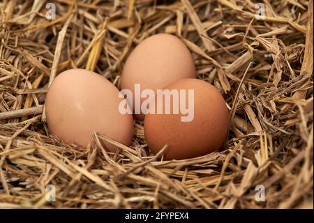 Gros plan de trois œufs de poulet sur fond de paille Banque D'Images