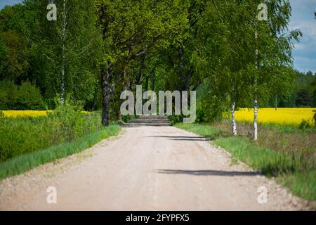 Route de terre bordée d'arbustes et d'arbres à travers forêt forêt verte. Profondeur de champ à intentionnellement. Banque D'Images