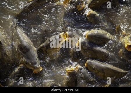 Détail des poissons dans un étang naturel dans la nature, la faune et la vie Banque D'Images