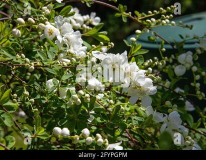 Exochorda racemosa fleurit au printemps Banque D'Images