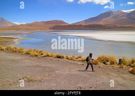 Voyageur marchant sur la côte du lac Saline de Laguna Hedionda avec le flamboyant de Flamingos Rose à Afar, Altiplano andin, ni Lipez, Bolivie Banque D'Images