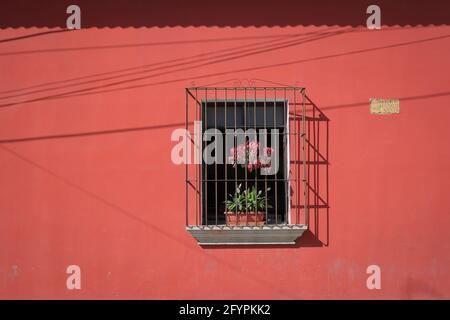 Plante dans une fenêtre ouverte derrière une grille métallique contrepoint un mur rouge vif à Antigua, Guatemala Banque D'Images