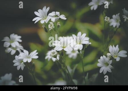 Fleurs blanches dans le matin Banque D'Images
