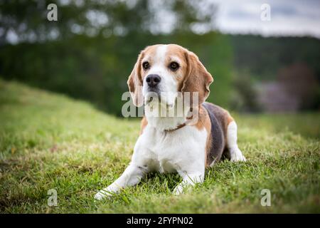 Beagle Banque D'Images