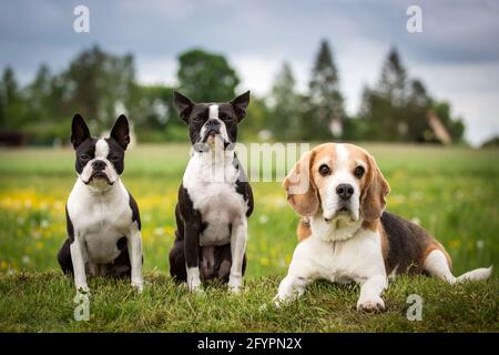 Trois chiens, Boston Terrier & Beagle Banque D'Images