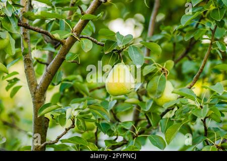 Fruits de poire sur l'arbre entouré de feuilles et de branches d'un arbre Banque D'Images