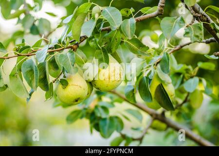 Fruits de poire sur l'arbre entouré de feuilles et de branches d'un arbre Banque D'Images