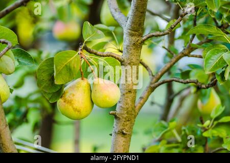 Fruits de poire sur l'arbre entouré de feuilles et de branches d'un arbre Banque D'Images