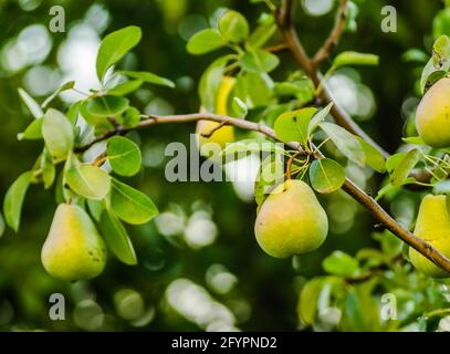 Fruits de poire sur l'arbre entouré de feuilles et de branches d'un arbre Banque D'Images